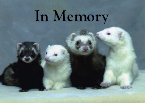 ferrets-500x355.jpg