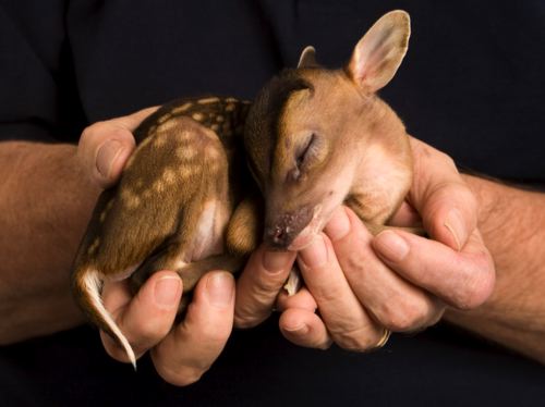 baby_deer