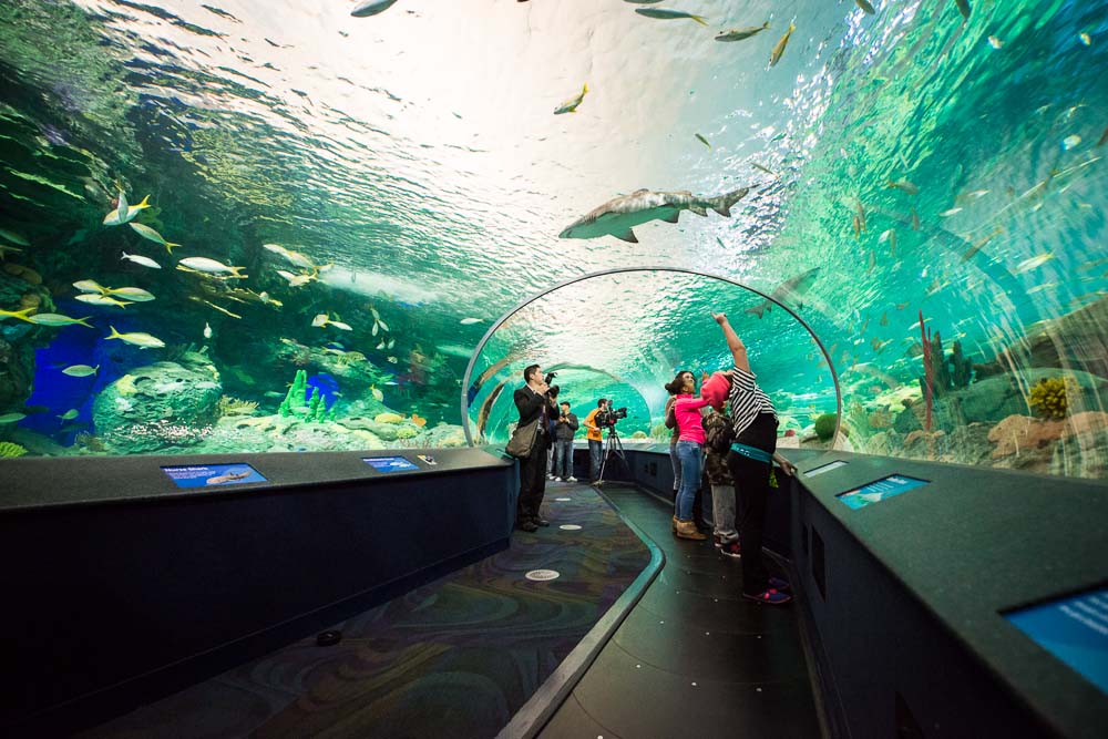 Ripley's Aquarium of Canada Amazing photos you can't miss BOOMSbeat