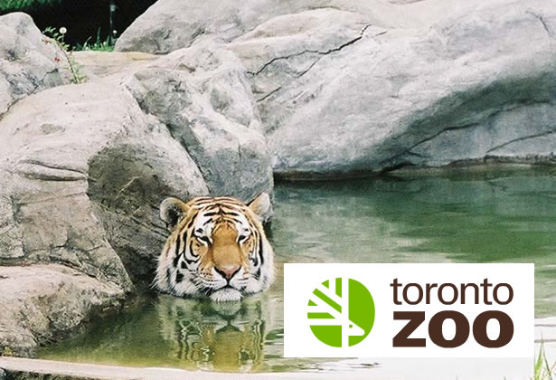 Toronto Zoo Canada Freebie: FREE Admission for Teachers And One Guest