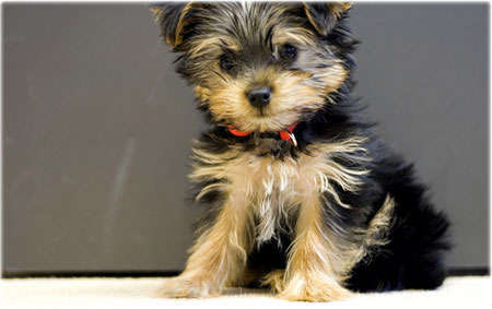 Canadian Freebies: 2 weeks Free nutrition for Yorkshire Terrier at Percetera Canada