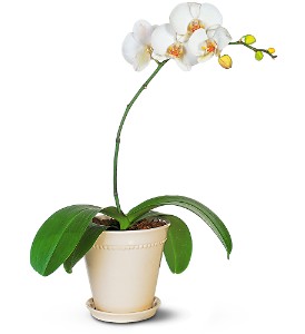 white_orchid