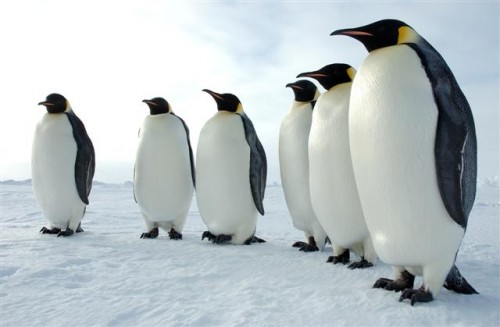 penguins