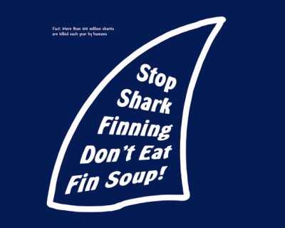 shark_fin