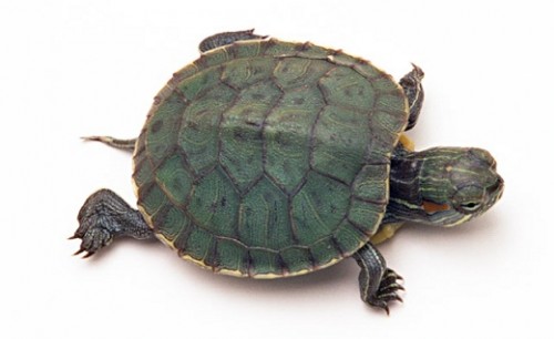 turtle_red