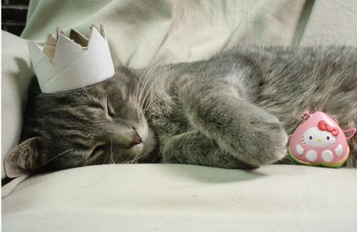 cat_crown