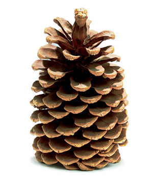 pinecone