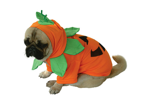 pumpkin-dog-halloween-costume