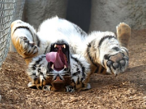 happy-rolling-tiger