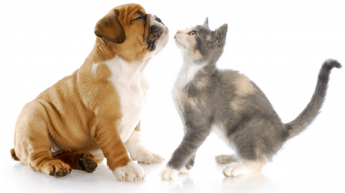 animals