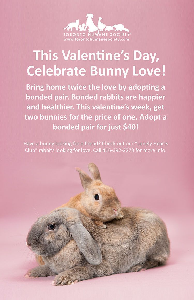humane society bunny bogo love