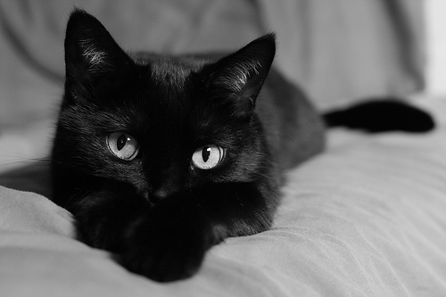 black cat