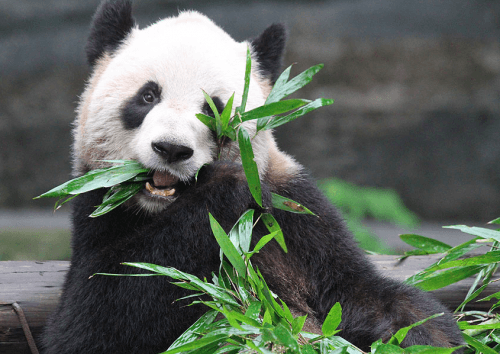 toronto-zoo-free-admission-panda
