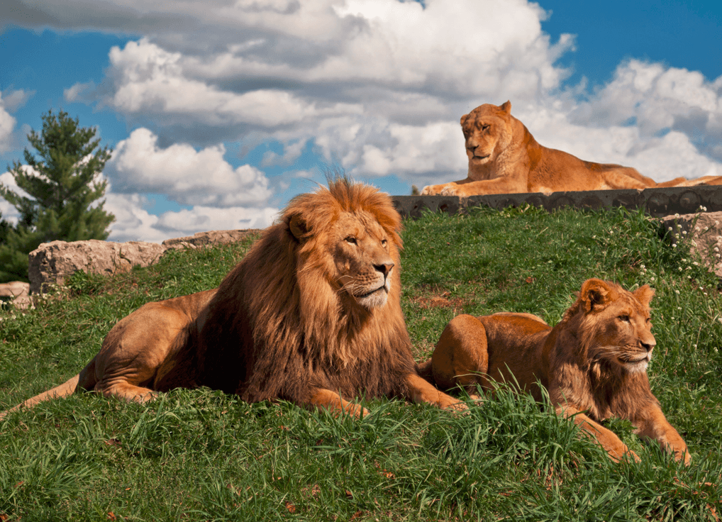5. African Lion Safari Coupons - Save $8 with Promo Code - wide 2