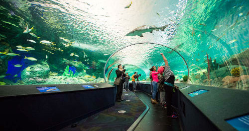ripleys-aquarium-turist-attraction-toronto-500x264