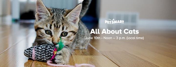 Petsmart All About Cats