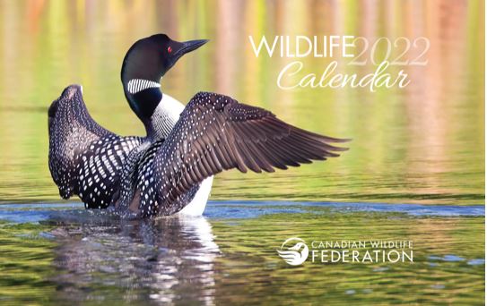 request-your-free-2022-canadian-wildlife-federation-calendar-canadian
