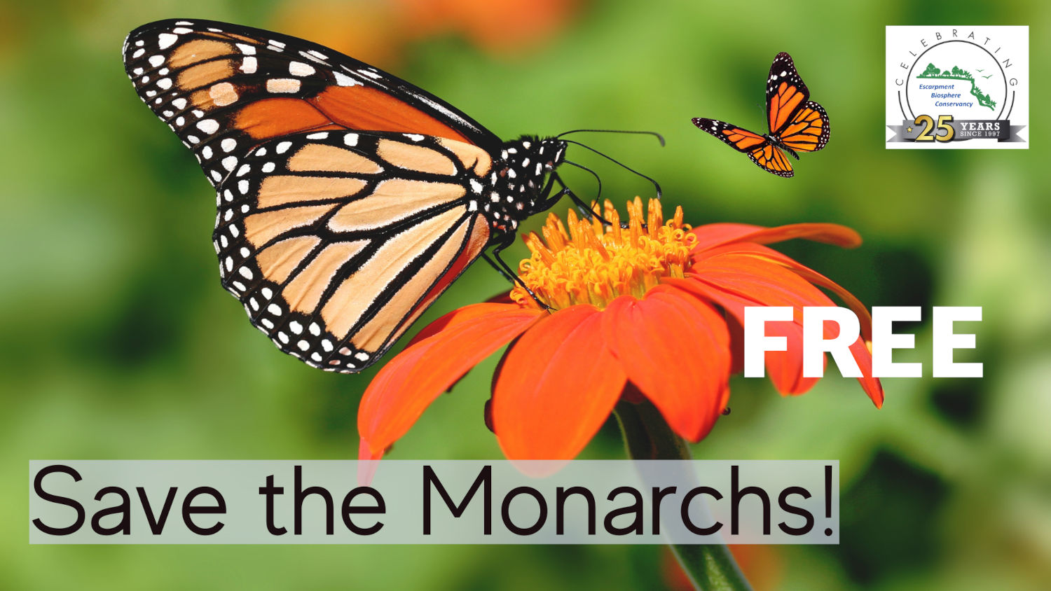 Free Package Of Milk Weed Seeds To Save The Monarchs In Canada 